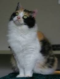 Ragamuffin