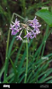 Image result for Tulbaghia acutiloba