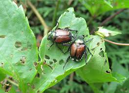 Find a range of pest sprays to suit your needs from trusted suppliers, at amazing alibaba.com offers a wide range of pest sprays and related products for every consumer and every need. Japanese Beetle Control At Menards