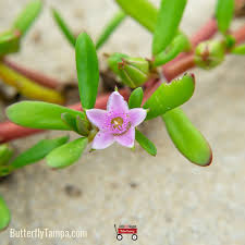 Image result for Sesuvium portulacastrum