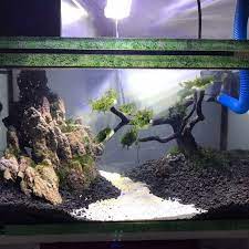 Tank ane ukuran 40*20*25, iye gan kaya spot ijo gitu banyak banget, udah gitu ijonya kaya ijo2 pewarna cendol gitu ntar ane coba sikat deh pake sikat gigi oral d makasih om om sarannya. Jual Aquascape Ukuran 40x20 Kab Bekasi Zeldah Shop Aquatic Tokopedia