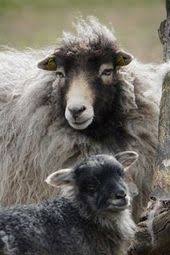 Skudden Alte Rasse Alte Farben In 2020 Sheep Face Sheep And Lamb Sheep Paintings