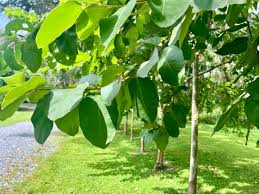 Image result for Eucalyptus torelliana