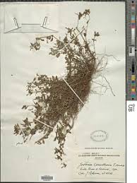 Image result for Justicia anselliana