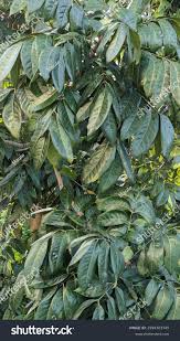 Image result for Swietenia