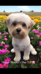 #happymothersday #dogloversofinstagram#doggiedivasgroomingsalon
