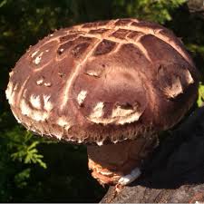 Image result for Lentinus edodes