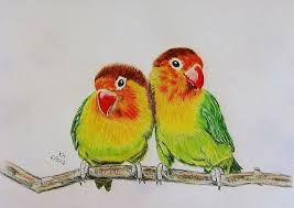 Fischers Lovebirds Kevin Hubbard Jpg 900 636 Love Birds Drawing Love Birds Painting Bird Drawings
