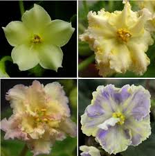 Check spelling or type a new query. African Violets Variety Is Beautiful Gesneriad Reference Web