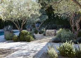 Olive tree botanical gardens, tempe, arizona. 170 Olive Trees Ideas Mediterranean Garden Mediterranean Landscaping Landscape Design