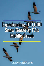 Bird On The Run Pittsburgh Pa Tips For Seeing Pa S Middle Creek Snow Geese Migration Snow Goose Pennsylvania Travel Pennsylvania Dutch Country