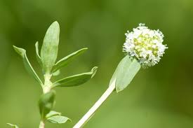 Image result for Spermacoce ruelliae