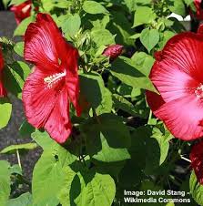 Maybe you would like to learn more about one of these? Types Of Hibiscus With Their Flowers And Leaves Pictures