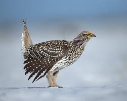 Image result for Phyllanthus taylorianus