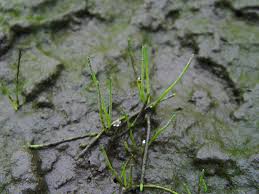 Image result for Limosella