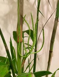 Most relevant best selling latest uploads. What Is This Growing On My Bamboo Palm Gardening Landscaping Stack Exchange