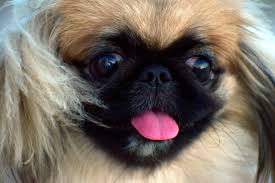 best dog hair grooming clippers for a pekingese