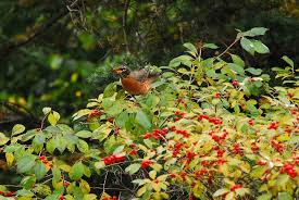 Keep your yard looking fresh & feeling cool all summer long with new plants & shade trees. Canadian Wildlife Federation Canadian Holly