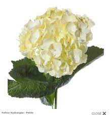 Yellow Hydrangea Flower Muse Yellow Hydrangea Types Of Flowers Types Of Hydrangeas