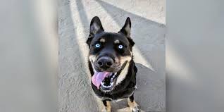 Be firm and confident in your training. Husky Rottweiler Mix Facts Alpha Paw