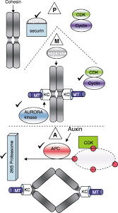 Plant cells entering a telophase stage will show a. The Plant Cell Cycle 15 Years On Francis 2007 New Phytologist Wiley Online Library