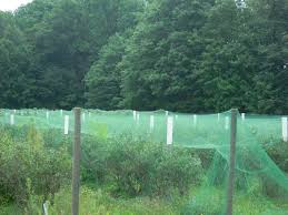 Japanese beetles defoliate peach trees by devouring the soft tissue between the leaves. Managing Bird Damage On Fruit Farms Fruit Nuts