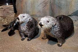 Otter having its first bath is just too cute. Please Follow Iloveotters 2 3 Rescued Sea Otters In This Photo Otter Otters Cute Babyotter Otterlove Country Countryliving Otter Pup Sea Otter Otters