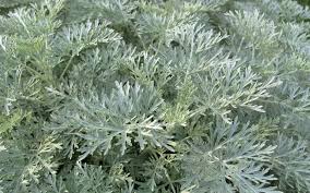 Image result for Artemisia sp.no.1