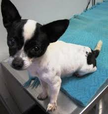 We did not find results for: Pin By Cynthia Jardon On Don T Shop Adopt Lap Dogs White Chihuahua Animal Shelter