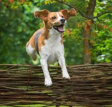 Fencing costs depend on various factors such as the type and height of the fence. Affordable Dog Fencing What Are The Options Dogfence