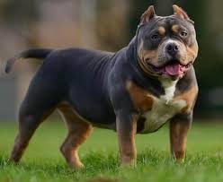 All colors and patterns are acceptable. What Is The Best Dog Food For American Bullies K9 Web