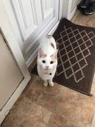Irish cat names for your cute kitten, popular cat names for your irish origin male or female cats, page 1. North Dublin Cat Rescue Ireland Posting For Megan Hi There My Name Is Megan And I M Missing My Cat From Dubber Cross Finglas Area 1 And A Half Year Old Male