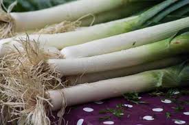 A phytochemical investigation of the extracts obtained from bulbs of leek. How To Grow Leeks Allium Ampeloprasum Var Porrum Gardening Channel