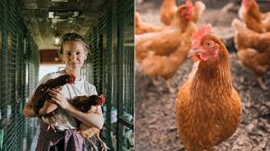 Daya tahan tubuh ayam potong jauh sangat rendah jika kita sandingkan dengan ayam lain sejenis. 6 Kiat Memulai Ternak Ayam Kampung Dengan Modal Di Bawah 1 Juta Diumbar Saja Bisa Hidup Lama