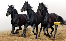 Buy Beautiful Black Running Horses Paintings Online In India Paintings As Per Vastu Shastra Feng Shu Horse Painting Animal Wallpaper Horse Wall Art Canvases
