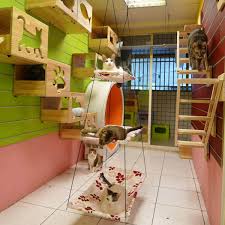 Trixie pet products wall mount cat playground and condo review. 11 Awesome Diy Cat Furniture Ideas The Family Handyman