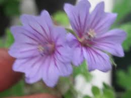 Image result for Geranium bohemicum Orhcid Blue