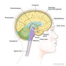 Canavan Disease Medlineplus Genetics