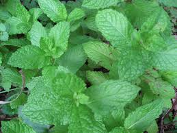 If the plant begins to look spindly, cut it back by at least half. Mint Growing And Harvest Information Veggieharvest Com