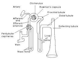 Kidney Function