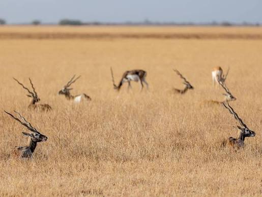 Game Hunting by Maharajas to Bushmeat Poaching: Blackbucks killed in Thousands