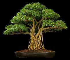 Ficus Bonsai Trees Bonsai Tree Gardener Bonsai Tree Types Bonsai Tree Ficus Bonsai Tree