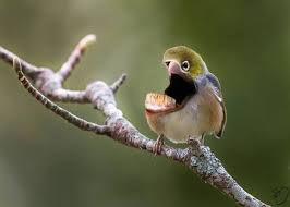 Creepy Bird With Big Mouth Birds With Human Teeth Funny Leap Weird Birds Animals Creature Drawings