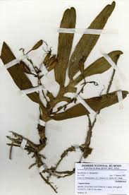 Image result for Calyptrochilum