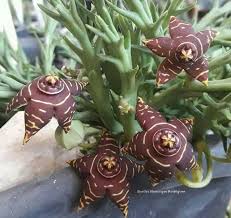 Image result for Euphorbia halipedicola