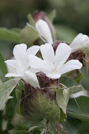 Image result for Barleria albostellata