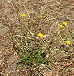 Image result for Crepis newii