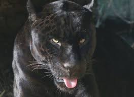 Menacing Black Jaguar Eyes Black Jaguar Small Wild Cats Funny Animal Videos