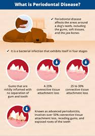 Periodontal Disease In Senior Dogs Canna Pet