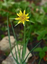 Wildflowers Found In Oregon Yellow Salsify Wild Flowers Wild Foraging Yellow Flowers